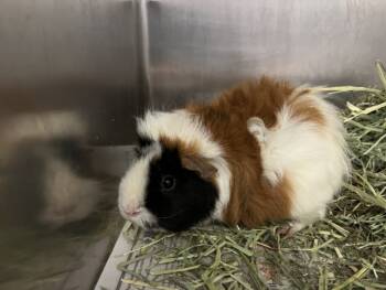 Rescue Guinea Pig Guinea Pigs for Adoption in Loveland, Colorado - BRISSLE | PetCurious